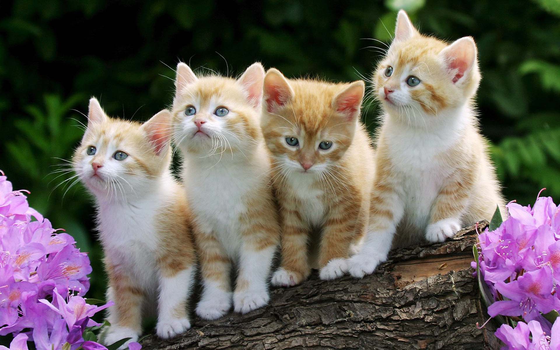 Jazzy, Joey, Jenny and Jim