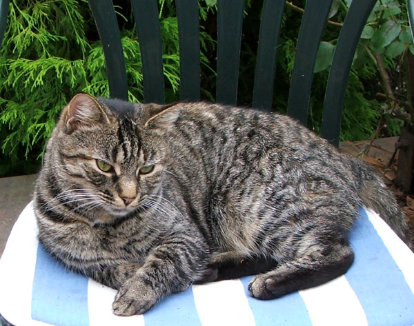 Tabitha